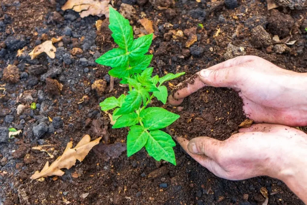agricultor imprastie compost in jurul unei plante