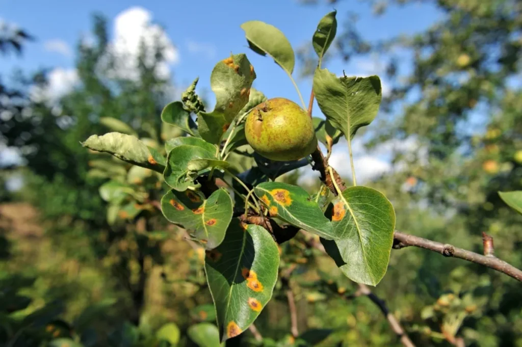 Păr atacat de dăunători
